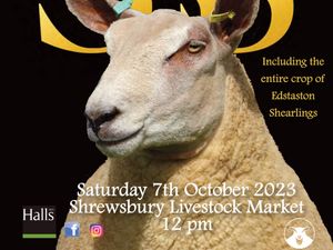 Supporting image for story: Shrewsbury sheep sale billed as 'one not to be missed' 