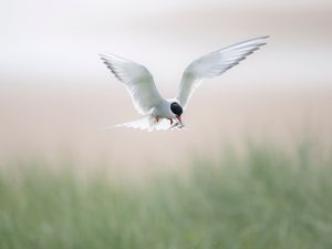 Supporting image for story: Arctic tern numbers down nearly a third at key breeding site, experts warn