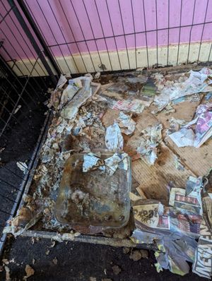 The conditions at the home in Tipton in which the dogs were kept