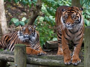 Supporting image for story: Work to start on new Dudley Zoo tiger enclosure