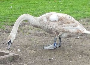 The swan after it was rescued