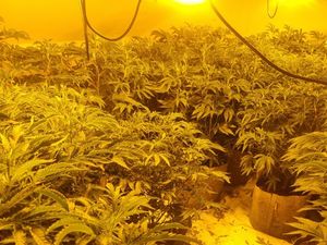 Supporting image for story: Jailed: Cannabis 'gardener' found with 251 plants and drugs in his caravan during Market Drayton raid