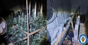 Some of the plants and growing equipment found