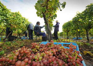 Alison Bennett and husband Peter Bennett picking at Halfpenny Green Vineyards