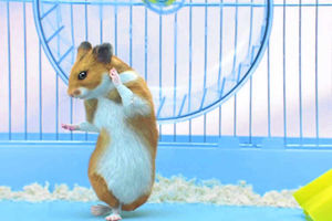 Supporting image for story: Basil bunny used to bug me, then we made friends