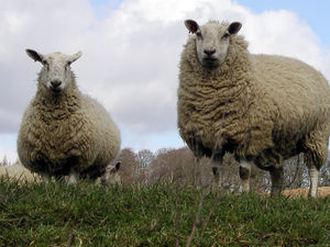 Supporting image for story: 'Not a pretty sight' - Sheep heads found dumped on grave in Telford cemetery