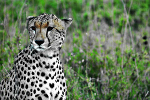 Supporting image for story: Shropshire zoo launches campaign to build new Cheetah enclosure