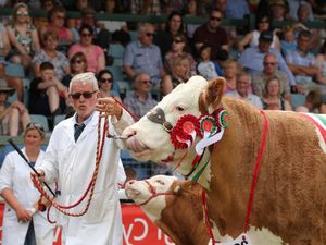 Supporting image for story: Royal Welsh Show opens its livestock classes