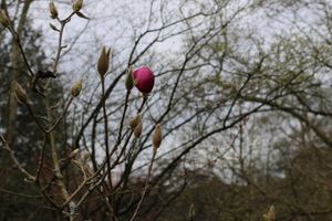 The first bloom of 2026 on the magnolia walk