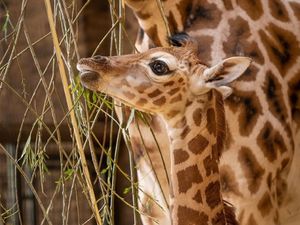 Supporting image for story: Newborn giraffe arrives with a bump at zoo