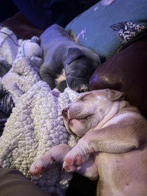 Two of the puppies safe at Birmingham Dogs Home. 