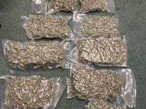 Supporting image for story: £25,000 worth of cannabis seized in Stafford
