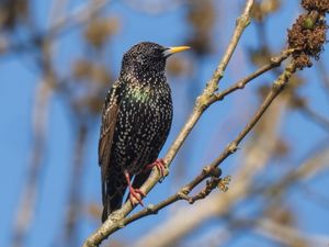 Wildlife photographer Andrew Fusek-Peters captures birds building their springtime nests in the British countryside in the run up to Easter 