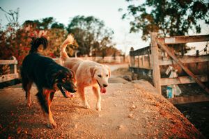 Supporting image for story: Shropshire pet owners urged to keep regular exercise routine through winter