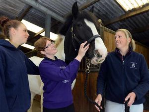 Supporting image for story: Shropshire equestrian centre opens stables for fun open day