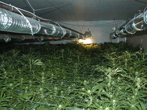 Supporting image for story: Four held and drugs are seized in swoops