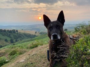 Supporting image for story: Thank you for your service, PD Rhino! – Retirement beckons for long-serving police dog