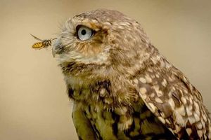 Supporting image for story: Pascal the owl is causing a real buzz at Dudley Zoo