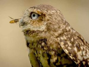 Supporting image for story: Pascal the owl is causing a real buzz at Dudley Zoo