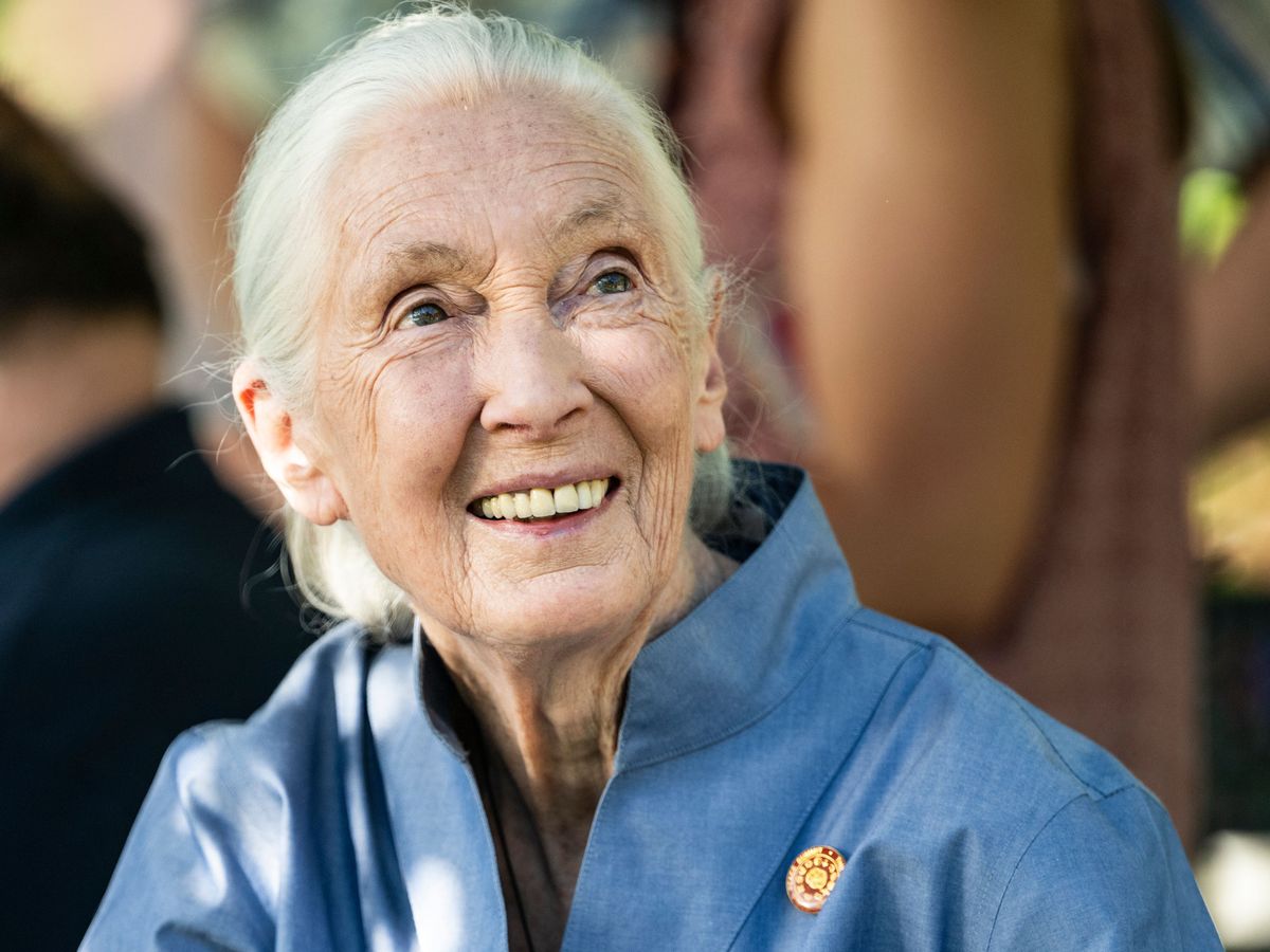 Jane Goodall: Conservationist renowned for groundbreaking chimpanzee research