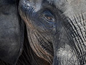Supporting image for story: African elephant poaching rates declining, analysis suggests