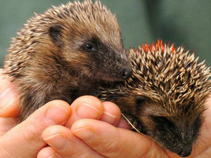 Supporting image for story: Letter: Snares are the real evil in countryside