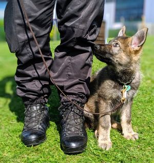 Meet the tiny new recruit PD Maunders 