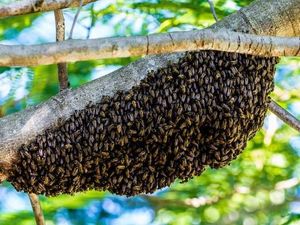 Supporting image for story: "Please do not panic!" if you see a swarm of honeybees
