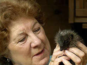 Supporting image for story: Joan's £4k plea to help hedgehogs