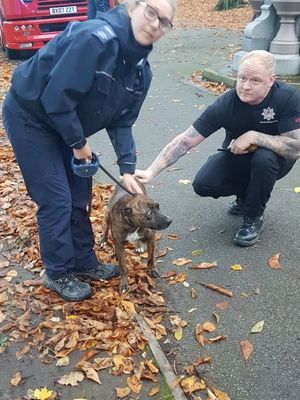 Amora was found on an island in the middle of a lake at a park