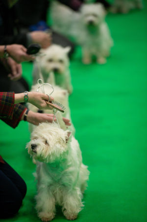 West Highland Terrier dogs at the Birmingham National Exhibition Centre (NEC) during the final day of the Crufts Dog Show. PA Photo. Issue date: Sunday March 8, 2020. See PA story ANIMALS Crufts. Photo credit should read: Jacob King/PA Wire.