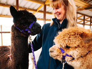 Supporting image for story: Alpaca show returns this weekend – with major boost for local charity