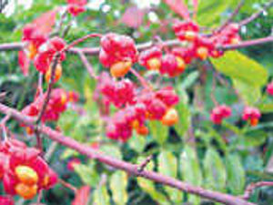 Supporting image for story: A berry good year for fruit bearers