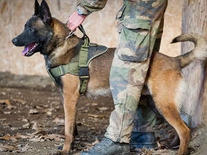 Supporting image for story: Posthumous PDSA medal honour for military dog who 'fearlessly exposed enemy insurgents'