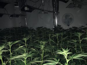 Supporting image for story: Arrest after £160k cannabis factory found in Wolverhampton