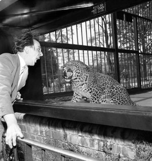 Sir Ken Dodd meeting a leopard at Bristol Zoo