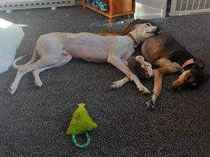 Supporting image for story: Inseparable dog duo at Shrewsbury rehoming centre seek loving new home this Valentine's Day