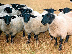 Supporting image for story: Farming Talk: Lamb supplies are tight on the global market