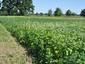 Supporting image for story: View stewardship schemes as way of helping regenerate rotations