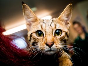 Supporting image for story: Scammers pose as Shrewsbury vets to con missing pet owners