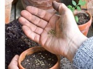 Supporting image for story: Seed swop event has so much more to offer says organisers