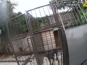 Supporting image for story: Five dogs seized from property alongside machete after reports of dog fighting nearby