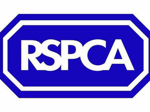 Supporting image for story: Judge calls for RSPCA inspection at Shropshire kennels