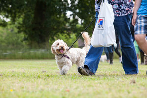 DogFest. All pictures from: https://dog-fest.co.uk/cheshire