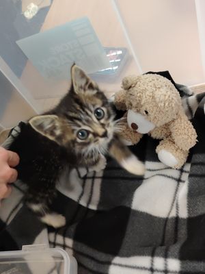 The kitten which was found in a bag on School Street in Wolverhampton city centre