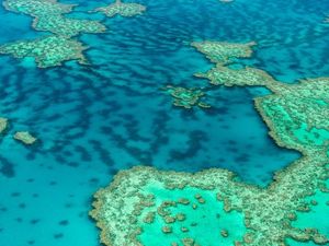 Supporting image for story: The Great Barrier Reef lost nearly a third of its corals in 2016 