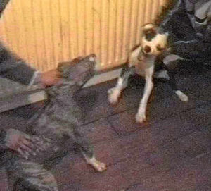 Dogs are trained to fight by thuggish owners
