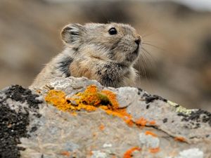 Supporting image for story: These incredibly cute mountain fur balls are being driven from their homes by climate change
