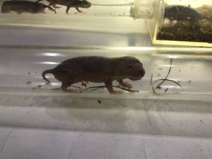 Supporting image for story: An artist and a naked mole rat expert have collaborated to create some amazing art