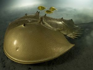 Supporting image for story: Spectacular wildlife photography exhibition set to open in the New Year